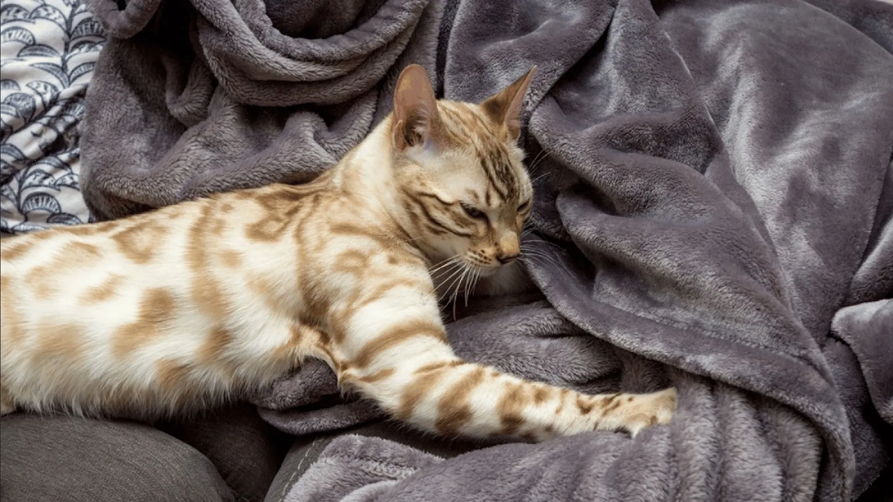 ¿Qué significa que un gato te amase?