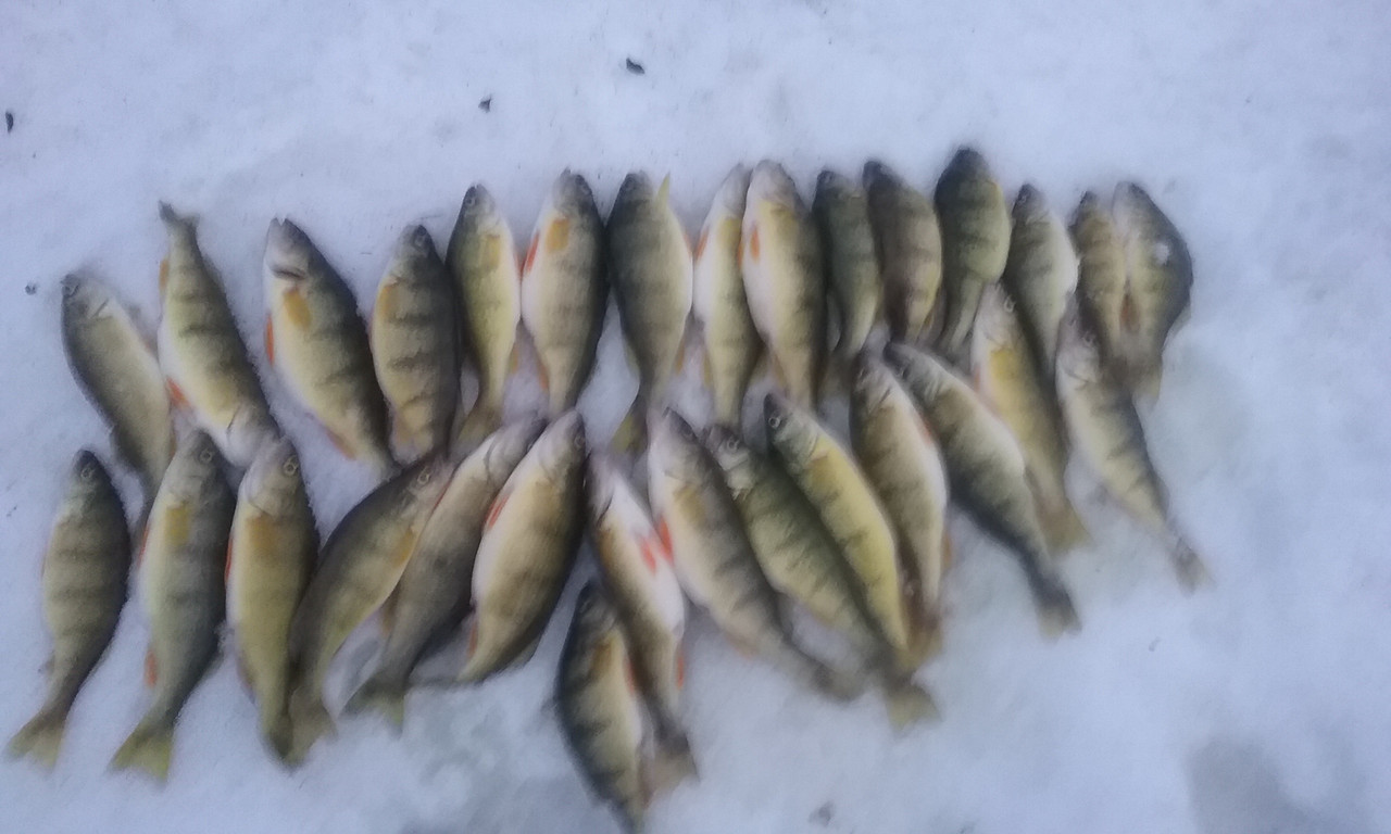 Sodus perch 2-5-19
