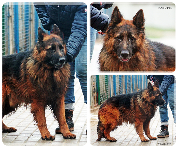 BeFunky-collage (24)