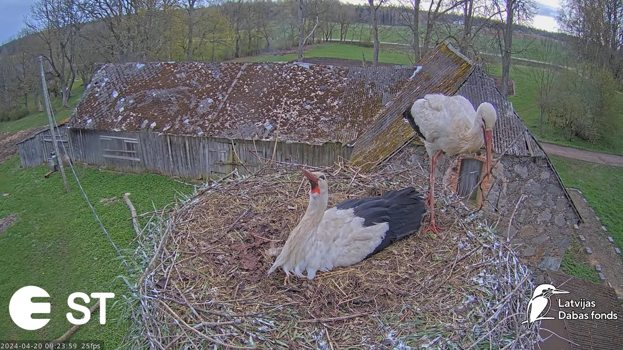Baltie stārķi (Ciconia ciconia) Tukuma novadā - LDF tiešraide __ White storks in Tukums, Latvia 13-5