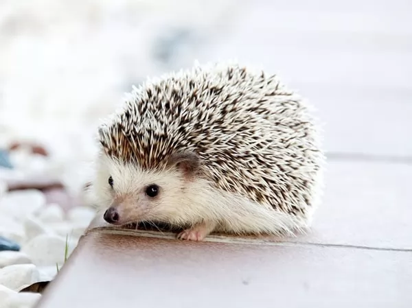 [صورة: hedgehogs-facts-10071-1-1667802963.webp]