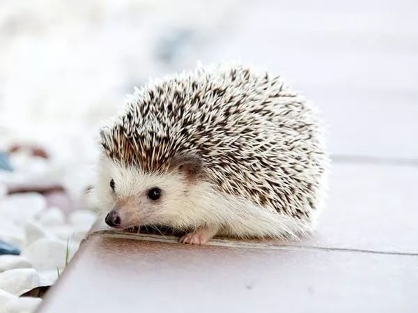 [Image: hedgehogs-facts-10071-1-1667802963.webp]