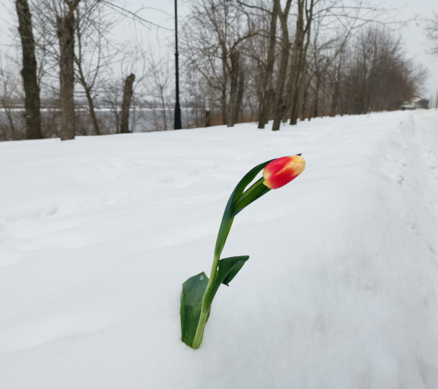IMG_20230308_тюльпан на снегу