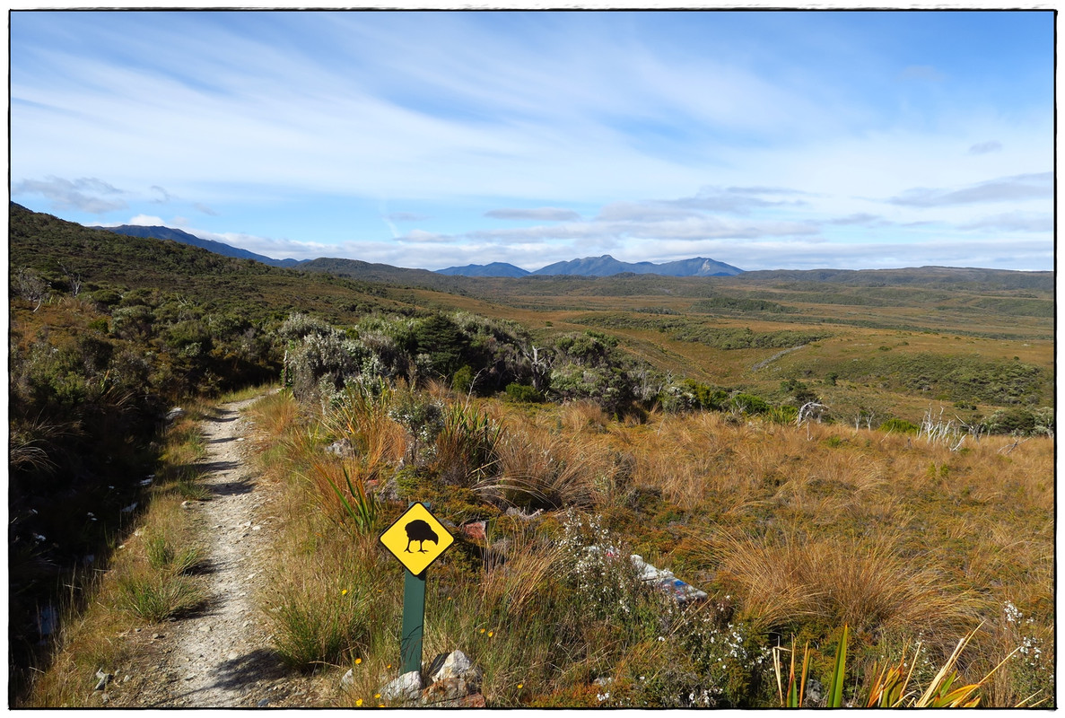 Escapadas y rutas por la Nueva Zelanda menos conocida - Blogs de Nueva Zelanda - Kahurangi NP: Heaphy Track (Navidad 2020, III) (14)