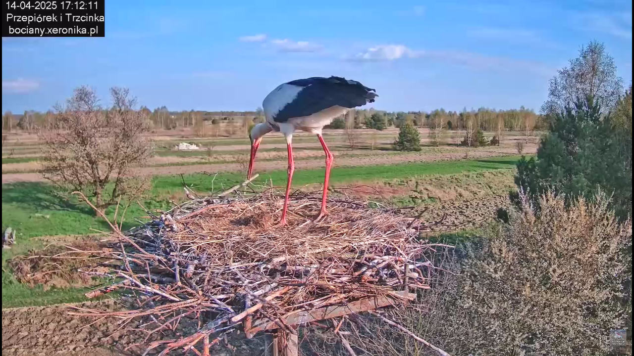 14042025bociany_7