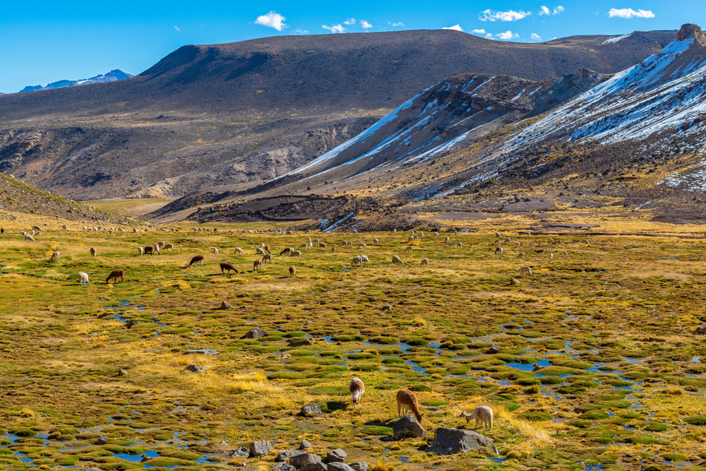 Reserva Nacional de Salinas Arequipa