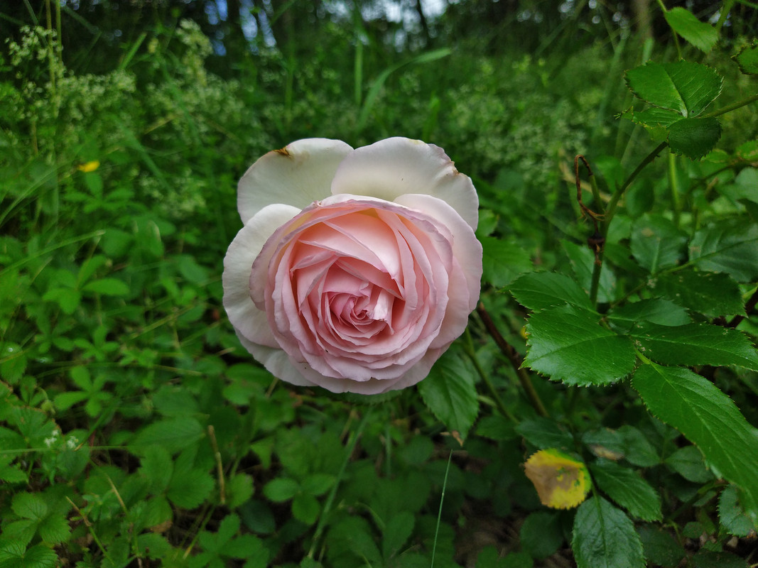 IMG_20210628_110308