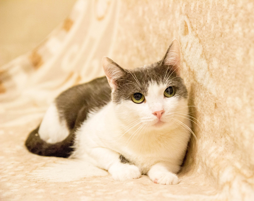 бело-серая-1-11