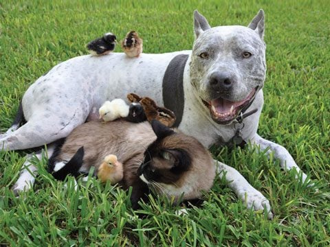 https://i.postimg.cc/LXcdM9zF/Animal-Friendships-02-Dog-Cat-Chicks-sl.jpg