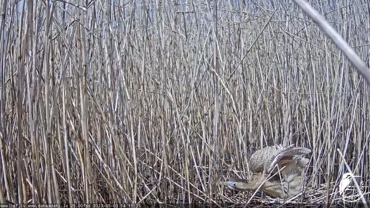 Lielais dumpis (Botaurus stellaris) Engurē - LDF tiešraide 12-31-40 screenshot