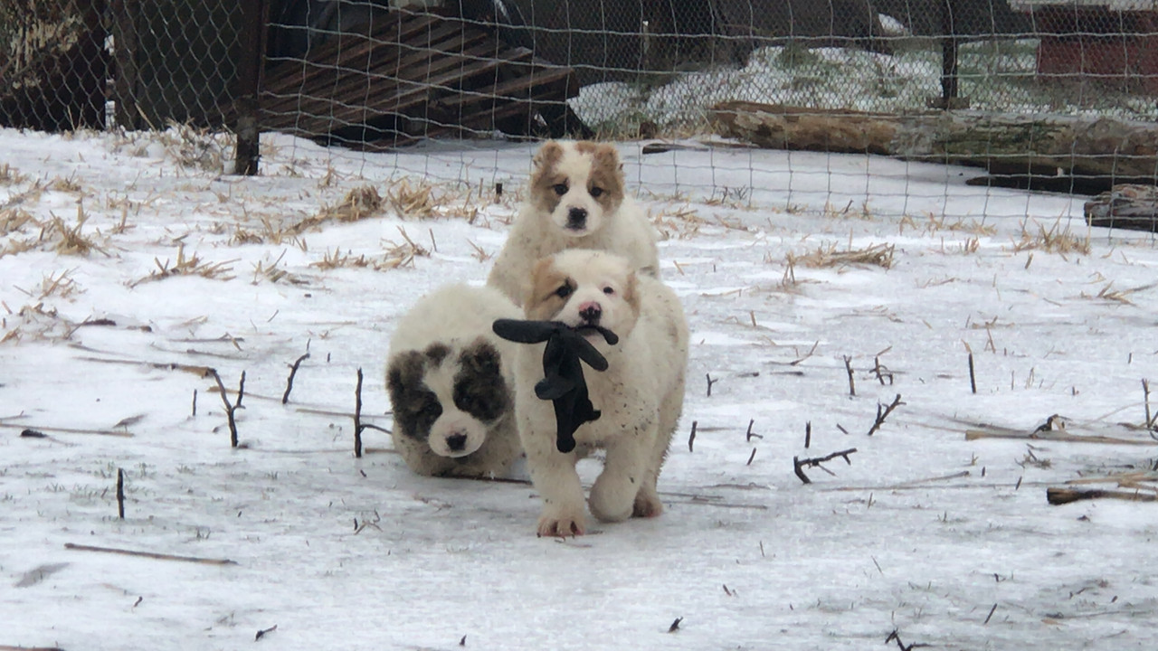 5250BB1C-D5D6-4DBE-A36C-DABB8394D212