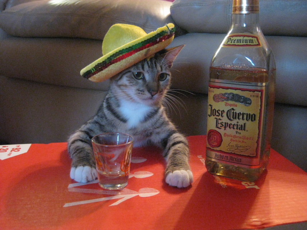 tequila-cat