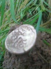 Celtic Stater 5.5g