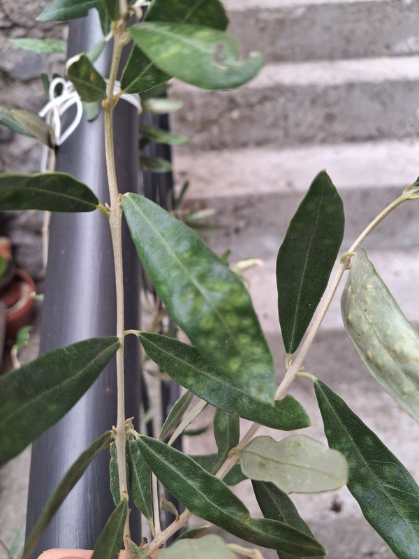 IMG-a3032821101f6eac488870debf28c5d9-V