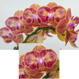 Phal Crystal Kolehmainen ES