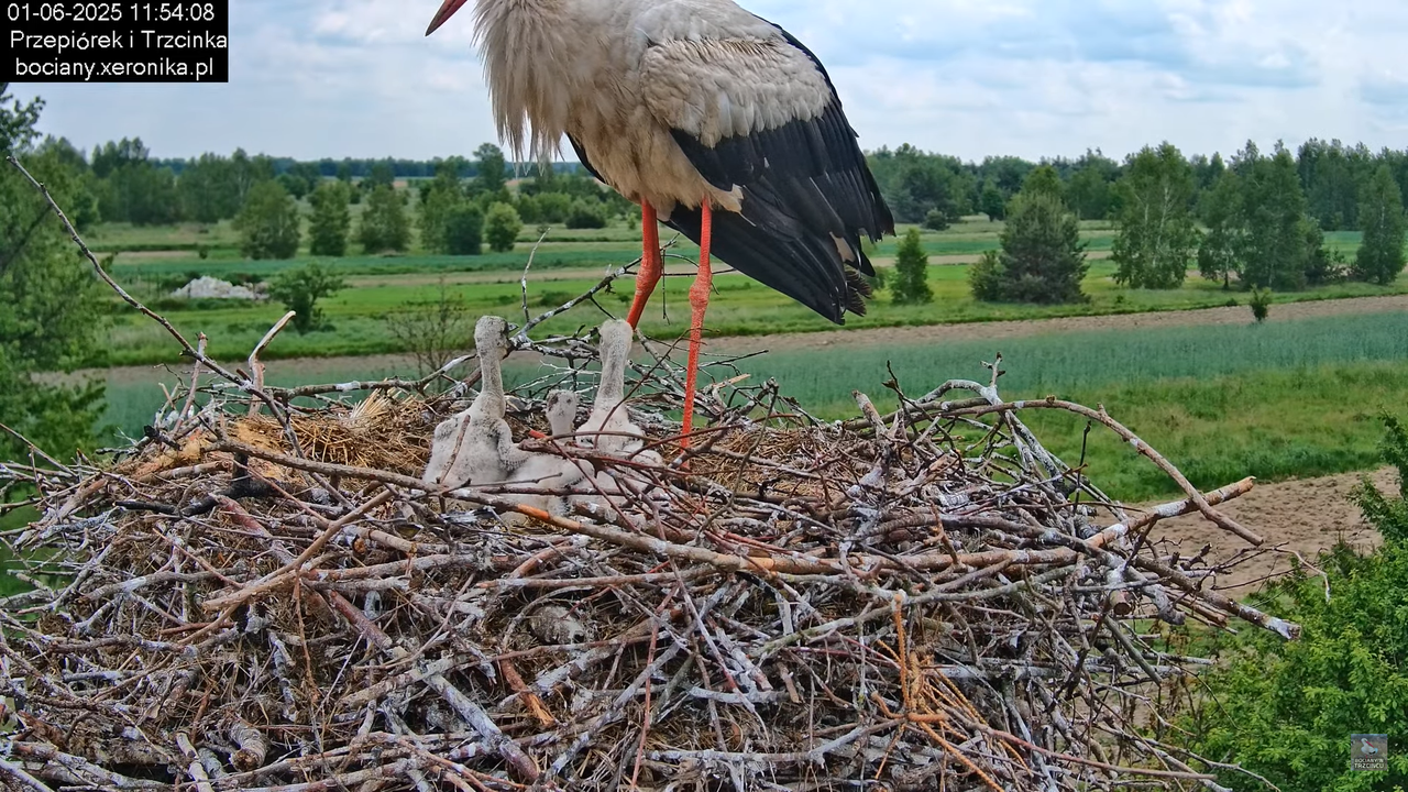 01062025bociany21