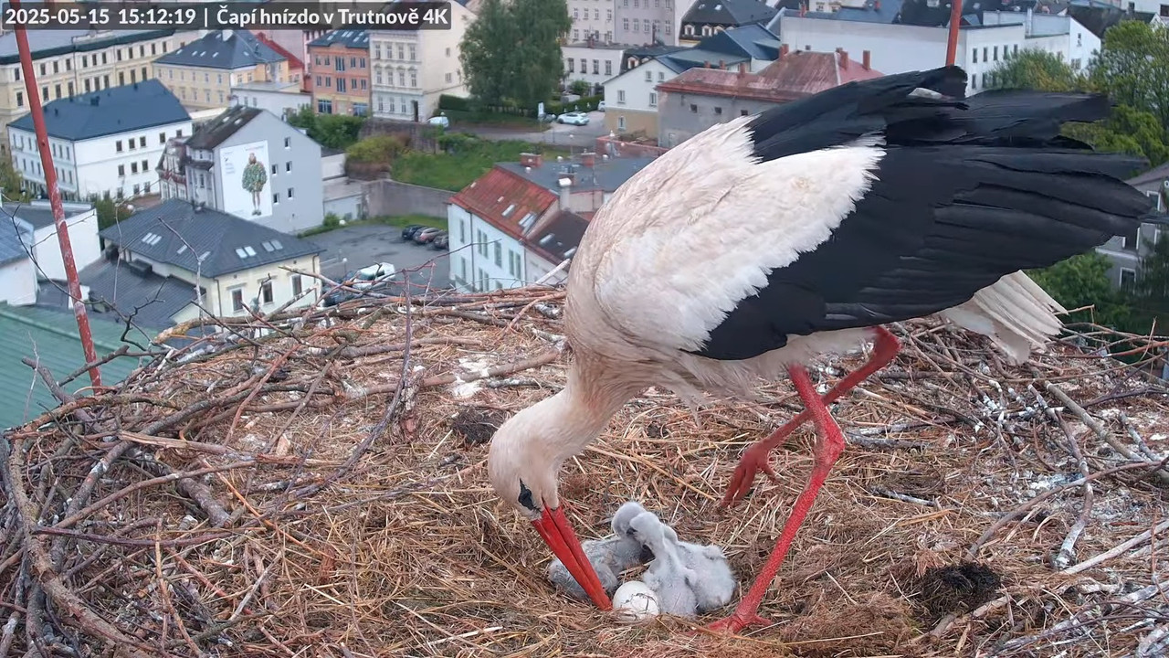 Tiešraide no stārķa ligzdas uz alus darītavas skursteņa Trutnovā 13-3-15 screenshot