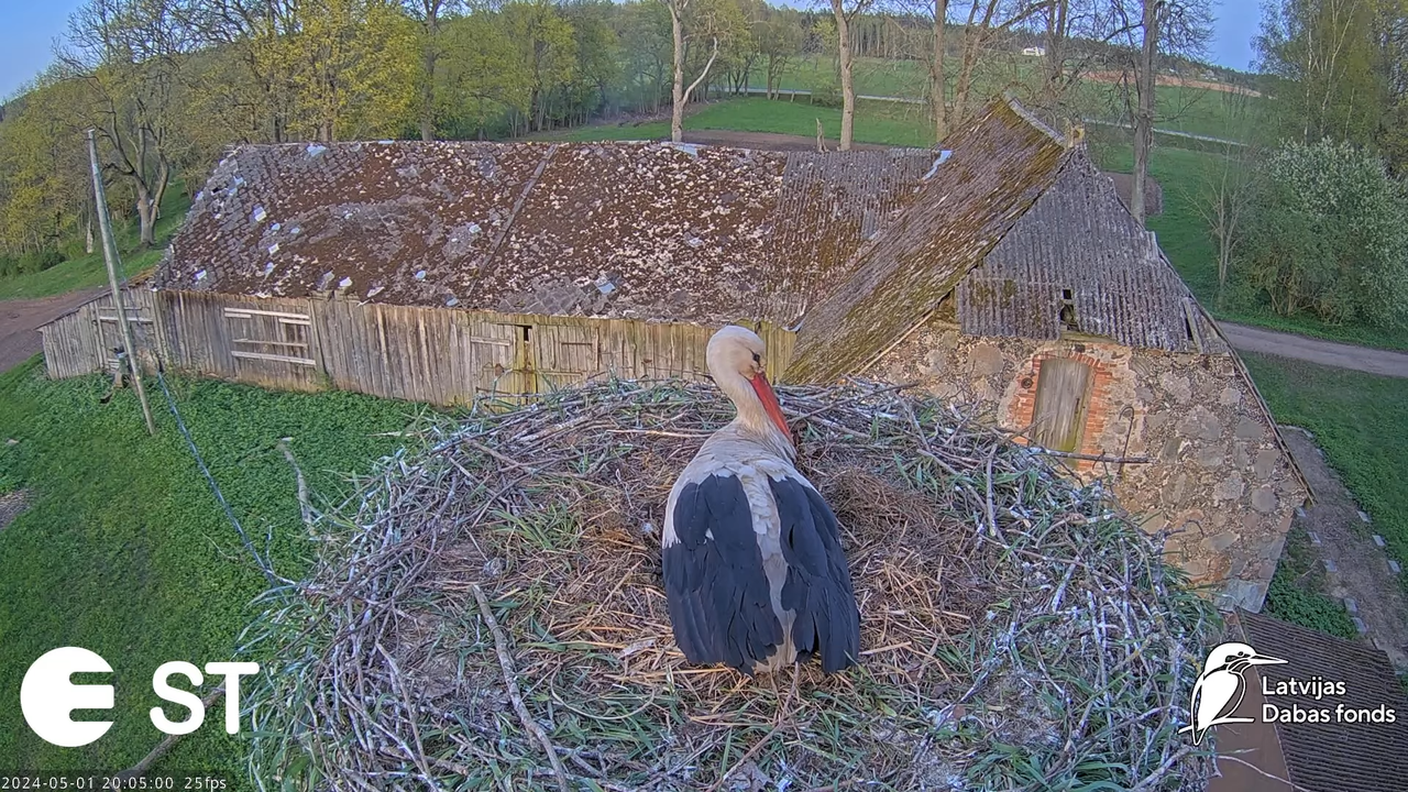Baltie stārķi (Ciconia ciconia) Tukuma novadā - LDF tiešraide __ White storks in Tukums, Latvia 12-1