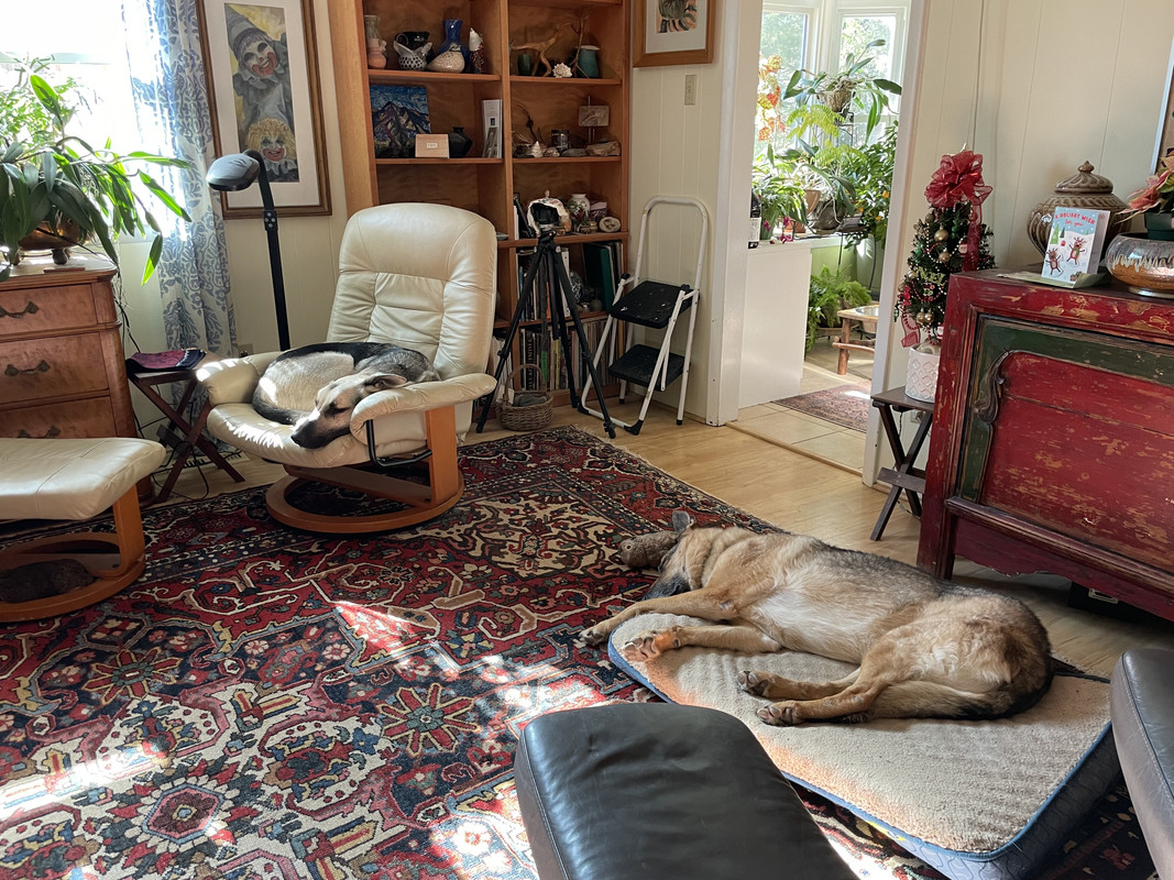 dog tax
