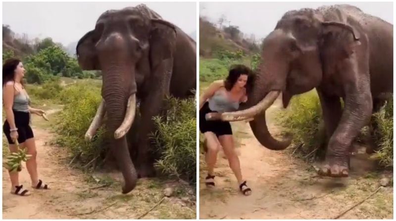 VIDEO: Elefante attacca turista che gli fa uno scherzo con la banana