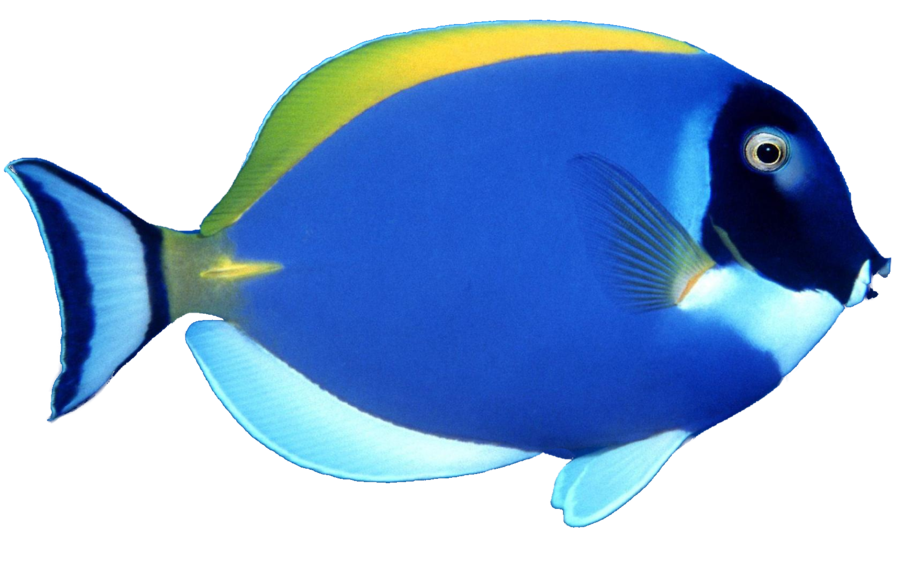 fishieeee :D