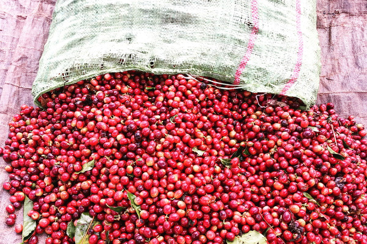 Vietnam: Prezzo Caffè varietà "robusta" aumentato del 50% da inizio anno