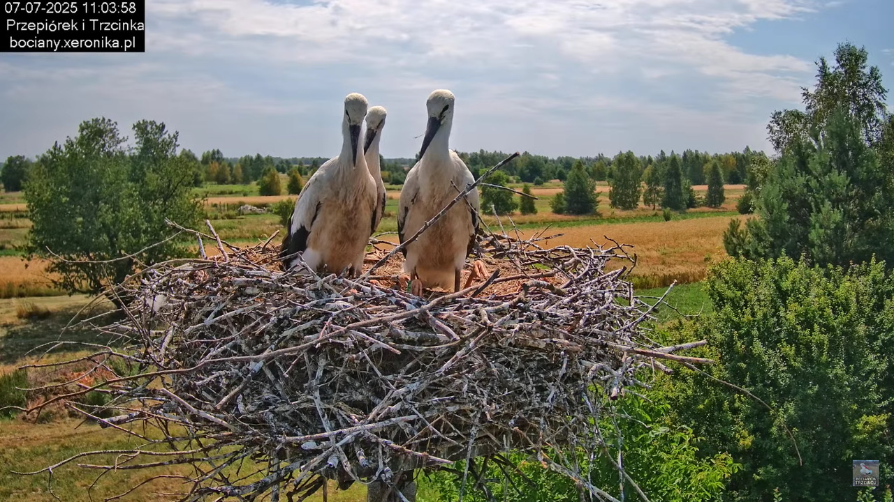 07072025bociany26