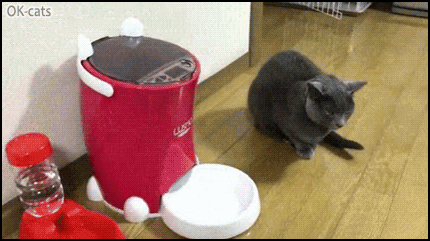 Funny-Cat-GIF-Sneak-treat-attack-You-never-see-it-coming-haha-Fearful-cat-startled-by-new-treat.gif