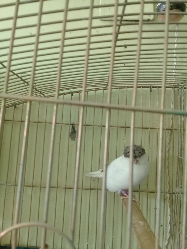 ٢?١٨١?١٥_١٥٥٦?٢