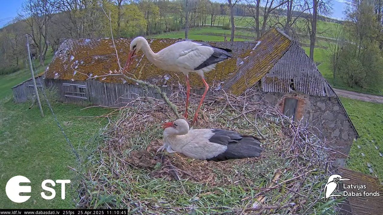 (26) Baltie stārķi (Ciconia ciconia) Tukuma novadā __ White storks in Tukums, Latvia - YouTube - 556
