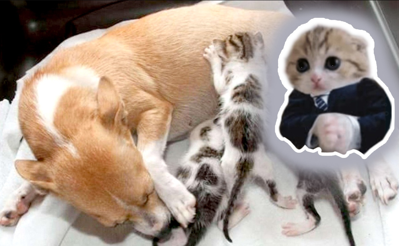 Perrita se roba los hijos de una gata, la actitud de ambas mascotas es viral