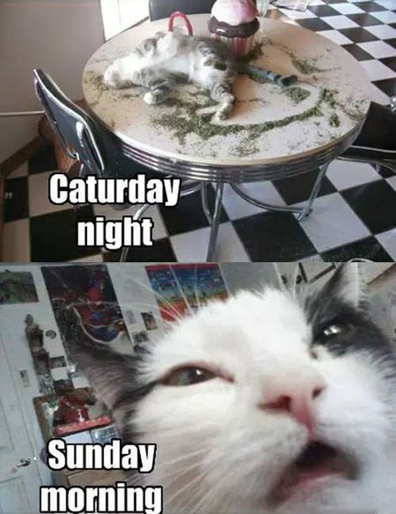 cat-hangover4.jpg