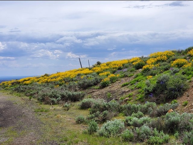 [Image: Idaho-Seaof-Wild-Flower2.jpg]
