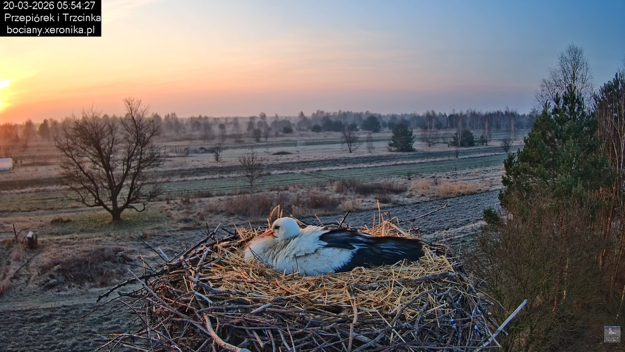 20032026bociany 10
