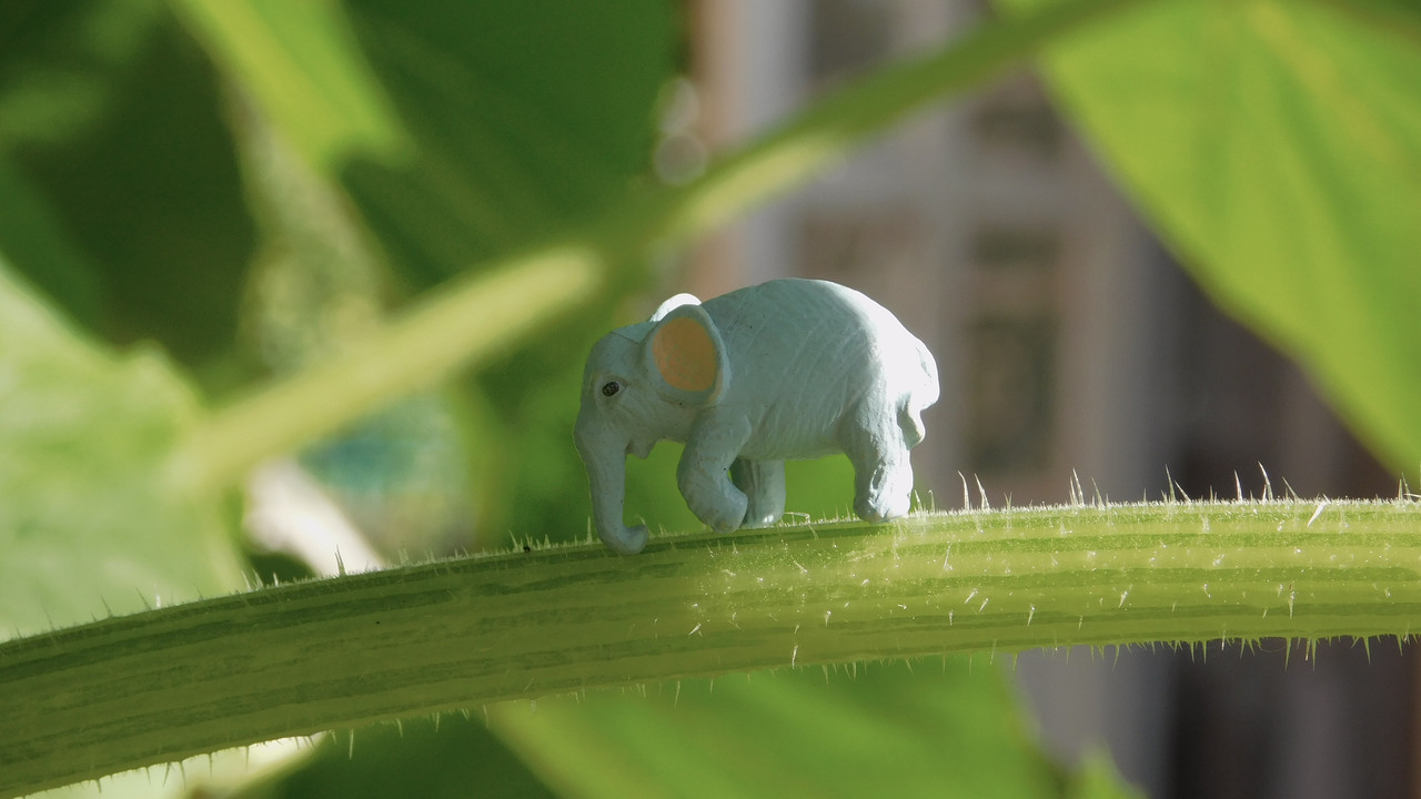 Август дачный кукольный 2023 152