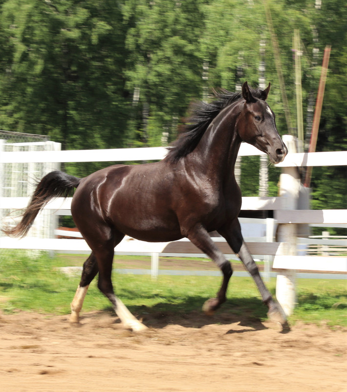 Мириада Новое 8