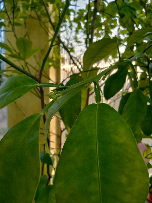 IMG_20250304_164914967_HDR