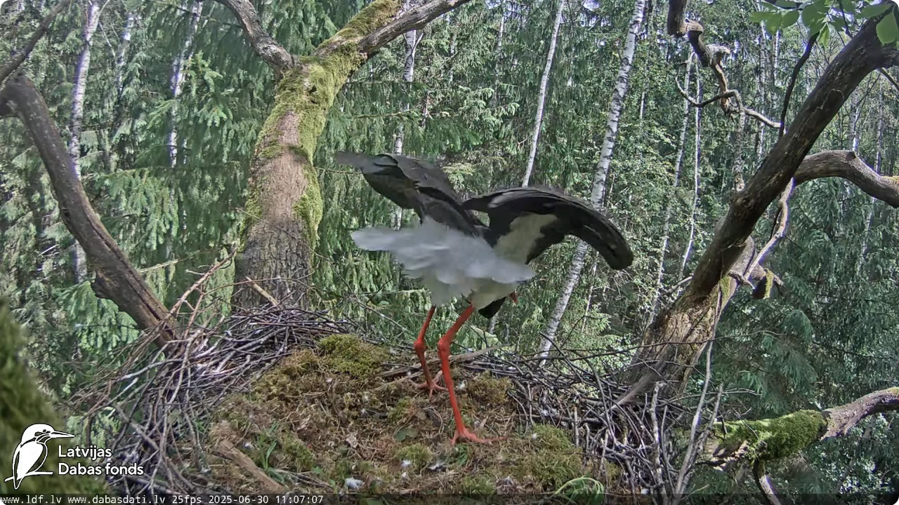 Screenshot 2025-06-30 at 20-09-35 Melnais stārķis (Ciconia nigra) Ogres novadā - LDF tiešraide - You