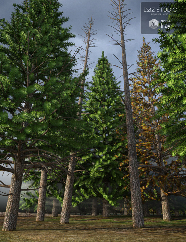 Evergreen Fir Trees