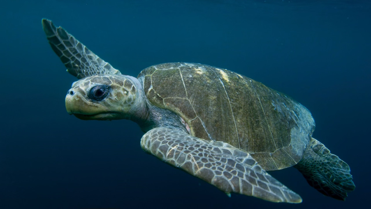 Blue Planet II S01E06 Coasts (1080p x265 10bit Tigole).mkv_snaps