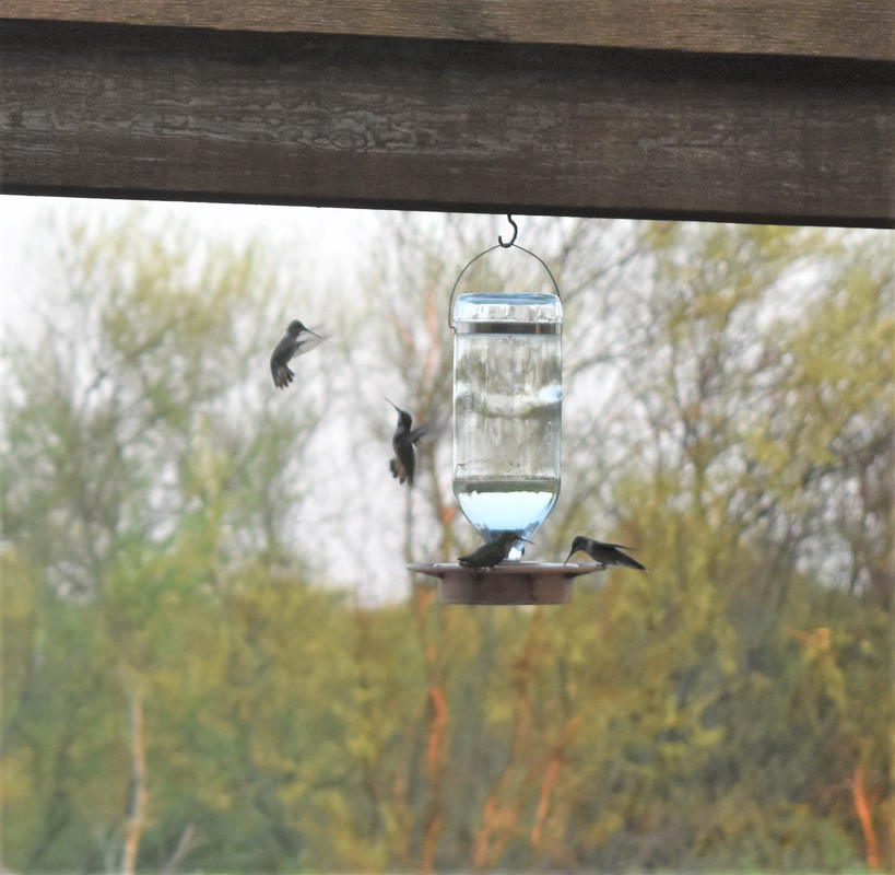 2017 09 01 Hummingbirds (45)