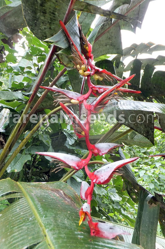 heliconia-griggsiana_0_1_800x1600_38f67