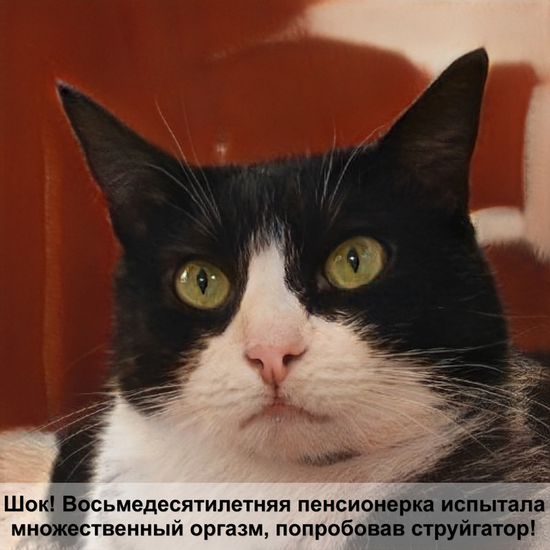 кошки без породы