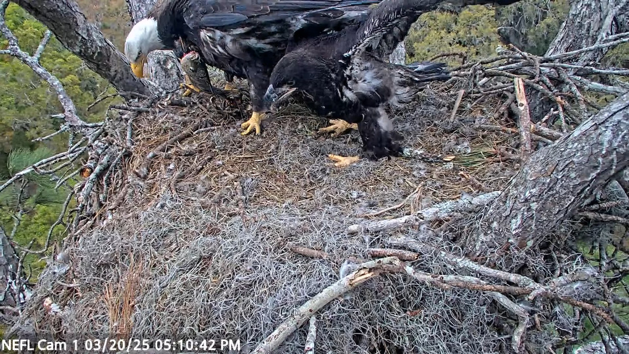 NEFL Cam 1 — tiešraidē Bald Eagle Cam 3-11-1 screenshot