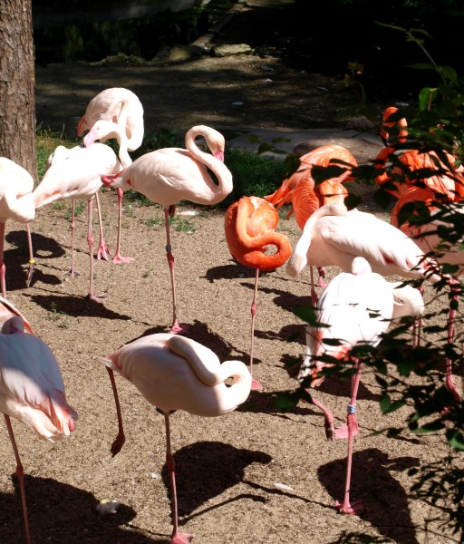 9 As esu kitoks nei visi (512 x 600)