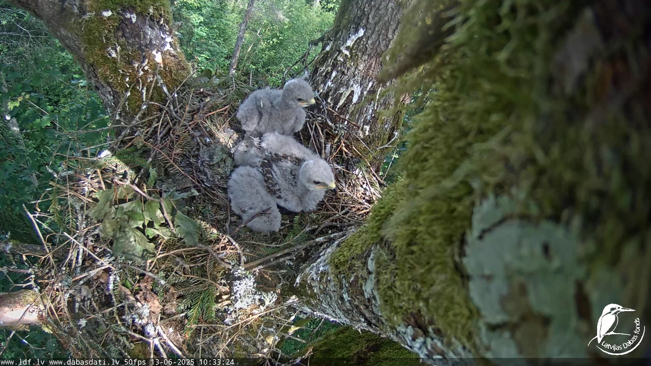 Melnās klijas (Milvus migrans) Kurzemē_ peļu klijāni (Buteo buteo) 6-26-28 screenshot