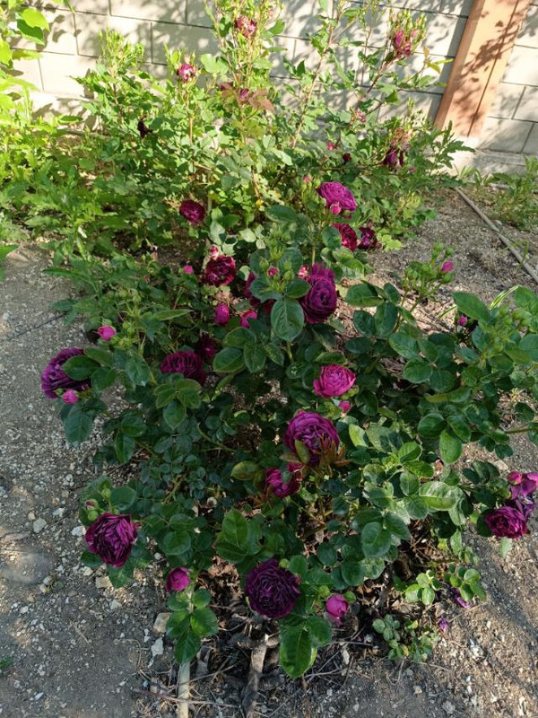 изображение_viber_2024-06-26_13-27-08-712