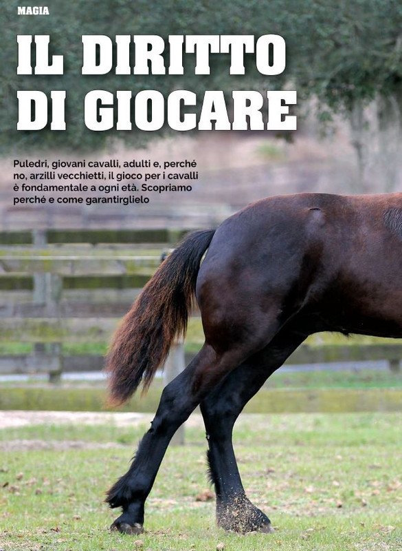 Il Mio Cav (Nov 2021) 1