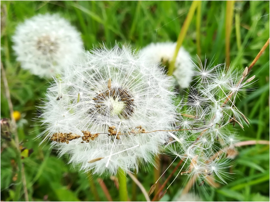 Taraxacum IMG-20190415-112405-1