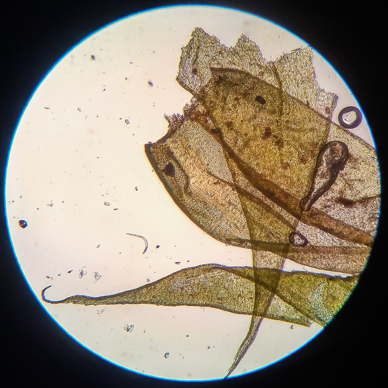 IMG 20250616 210733 HDR